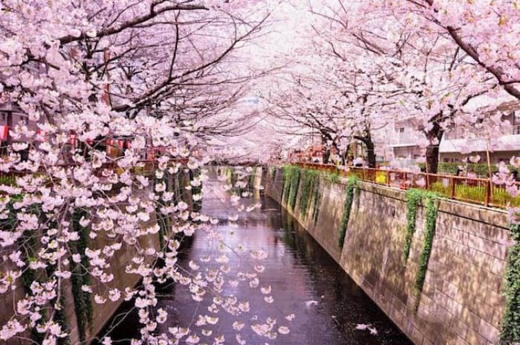 A trip to distant Japan to admire the extraordinary cherry blossoms